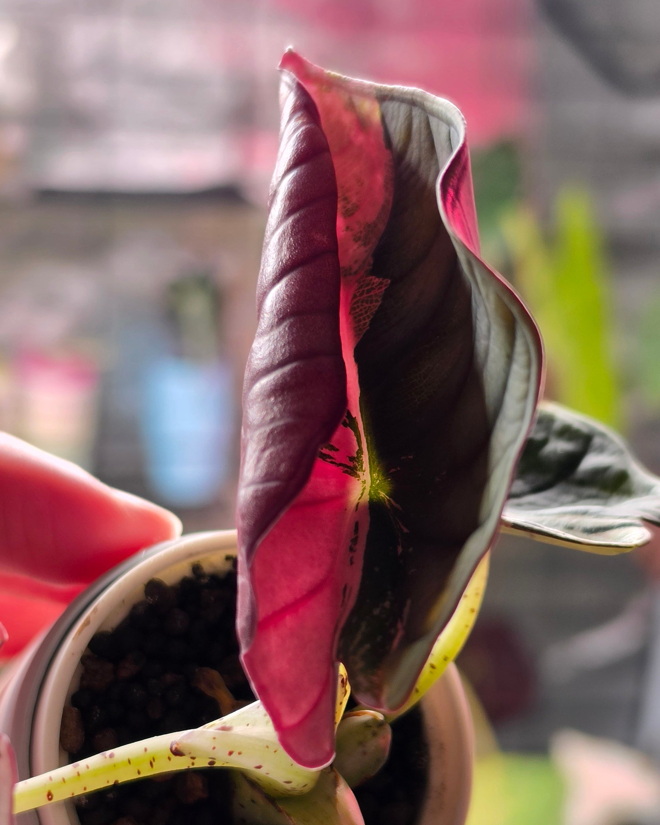 Premium Rare Plants for Collectors | Plant.ess