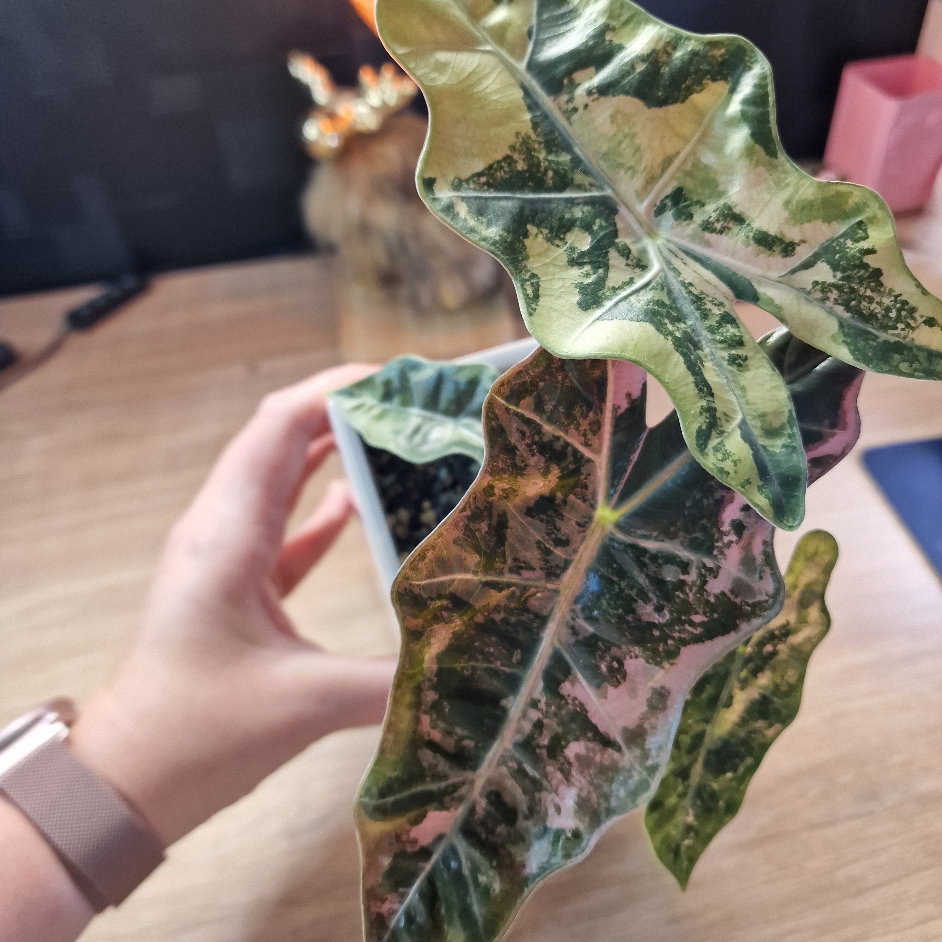 Alocasia 'Pseudo' Sanderiana Pink corm