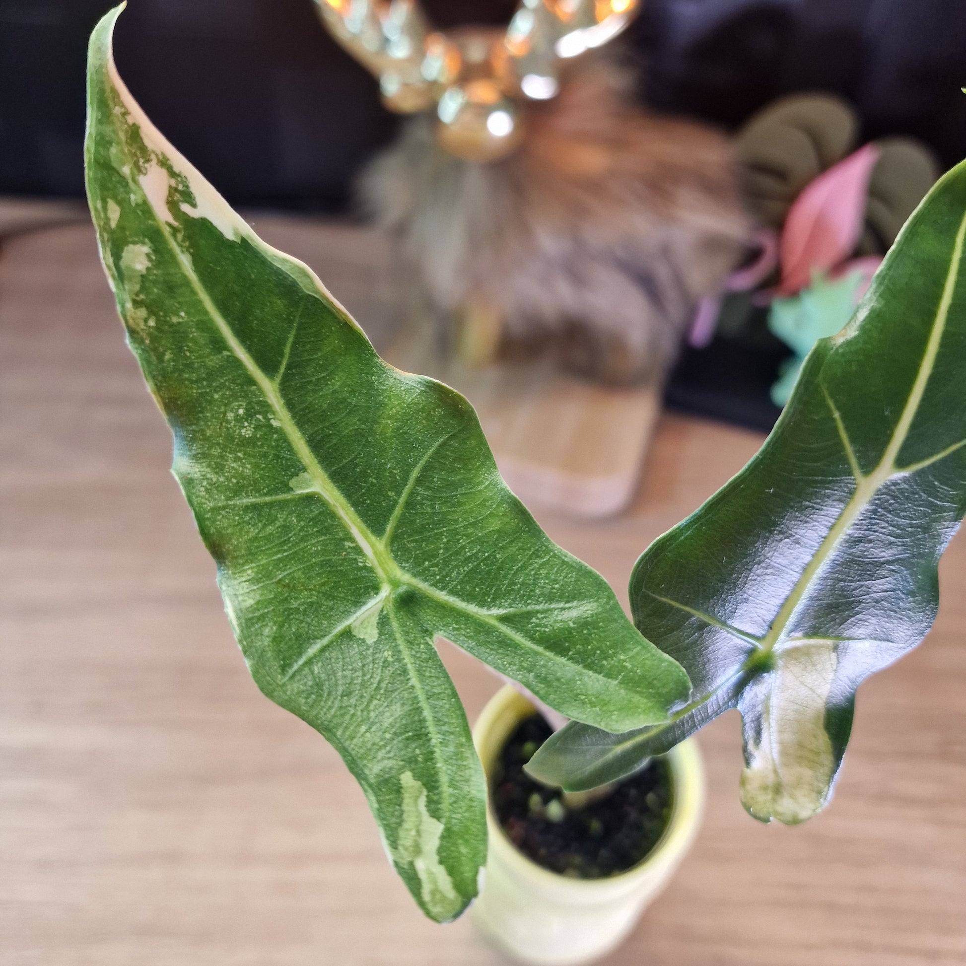 Alocasia Sarian albo