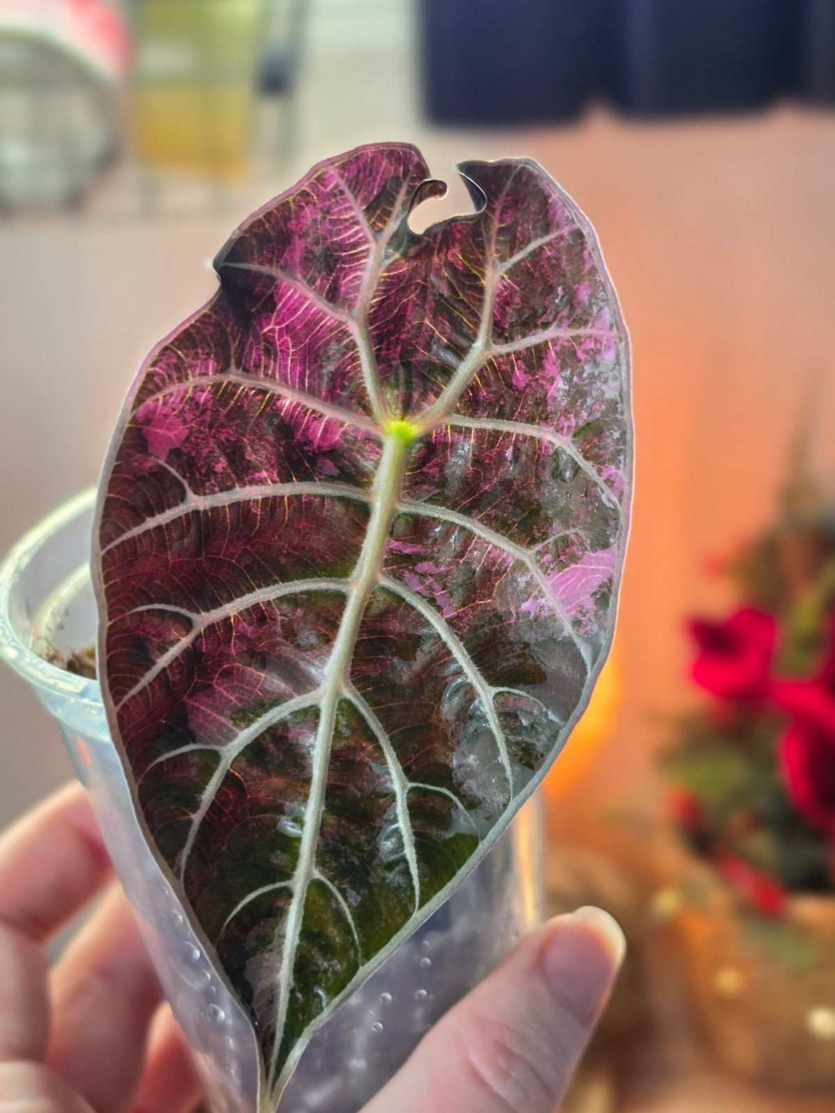 Alocasia Watsoniana Doff Pink | Collector Corm, Small