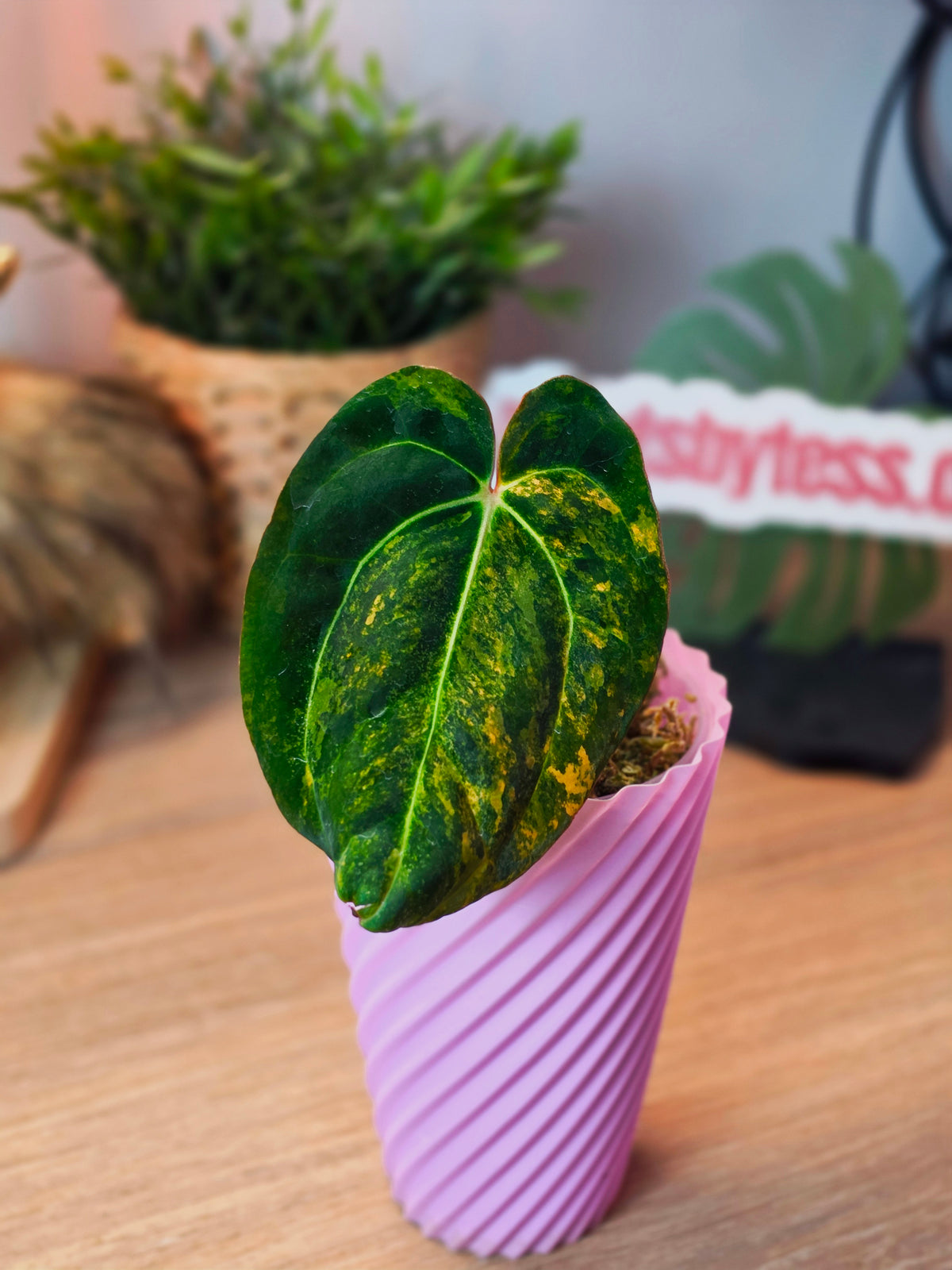 Anthurium Papillilaminum Variegated × Carlablackiae | High Variegated Clone of Aurora, 1 Leaf