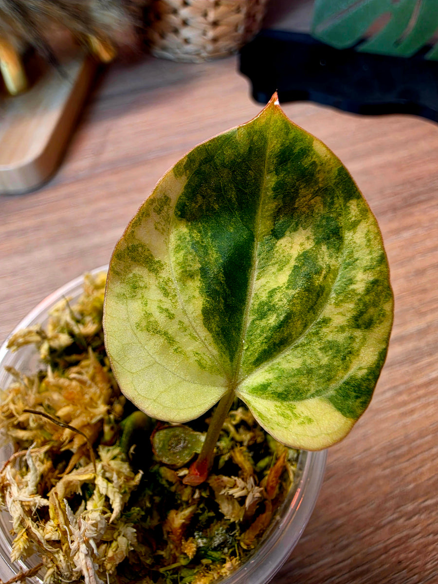 Anthurium Ace of Spades DF × (Papillilaminum × RVDP) | High Variegated Clone of Spade