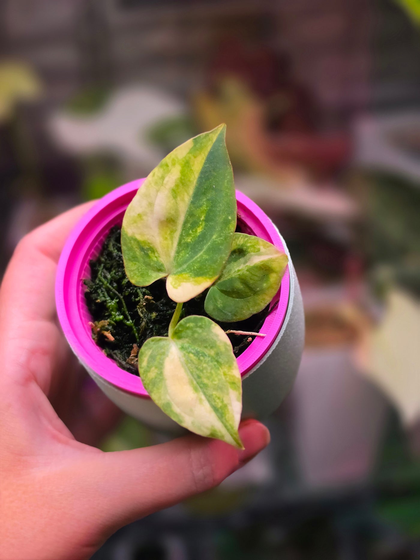 Anthurium 'Ace of Spades' DF × (papillilaminum × RVDP) (Variegated)