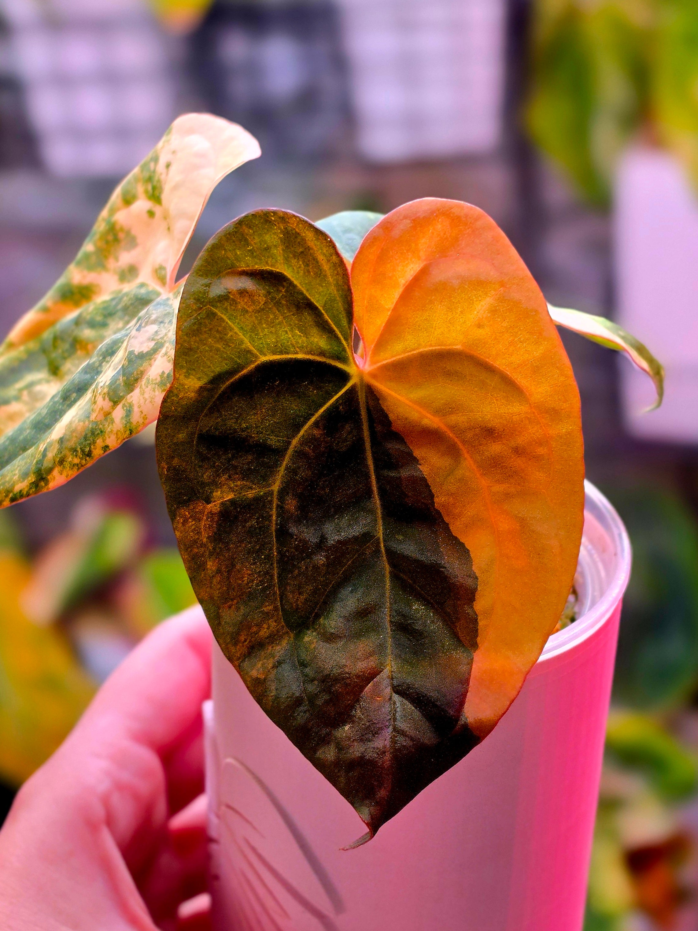 Anthurium Black Venom x RVDP - Highly Variegated – Plant.ess