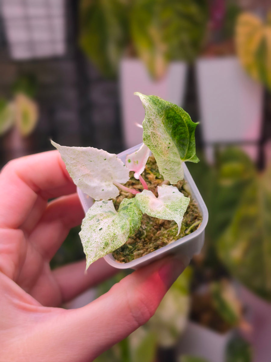 Anthurium 'Siliwangi' | High Variegated with Pink Tones, 5 Leaves