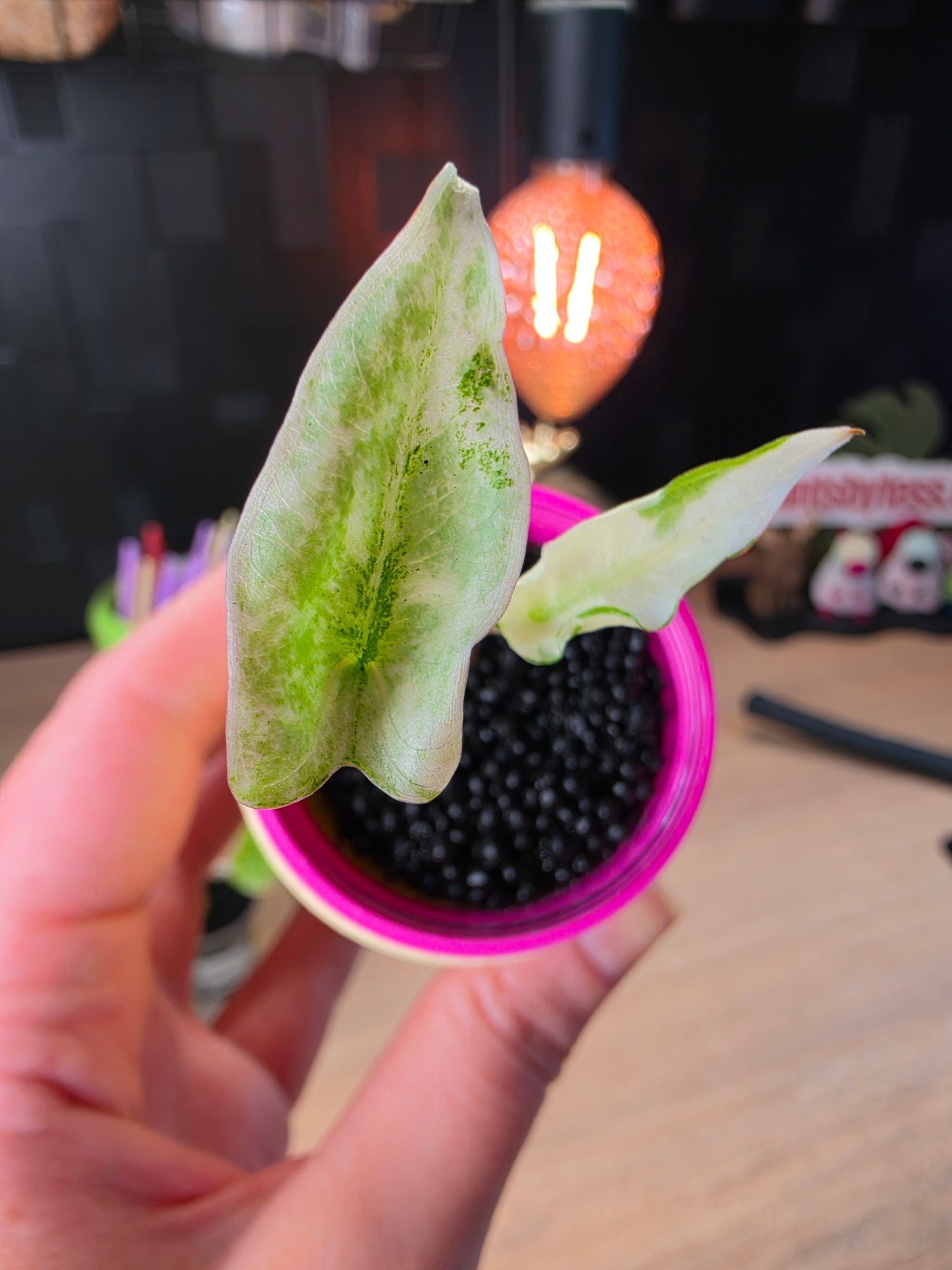 Alocasia Zebrina Mint