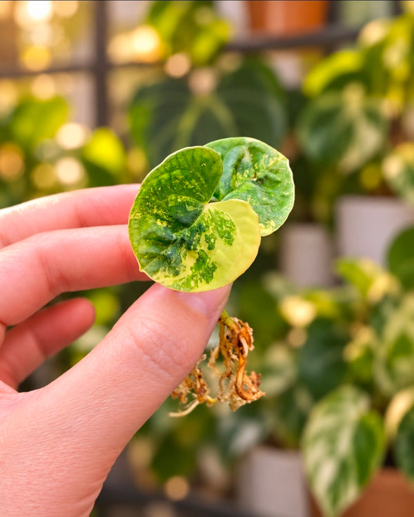 Anthurium (Papillilaminum × Night Dragon) × Guna Yala | High Variegated Collector Clone