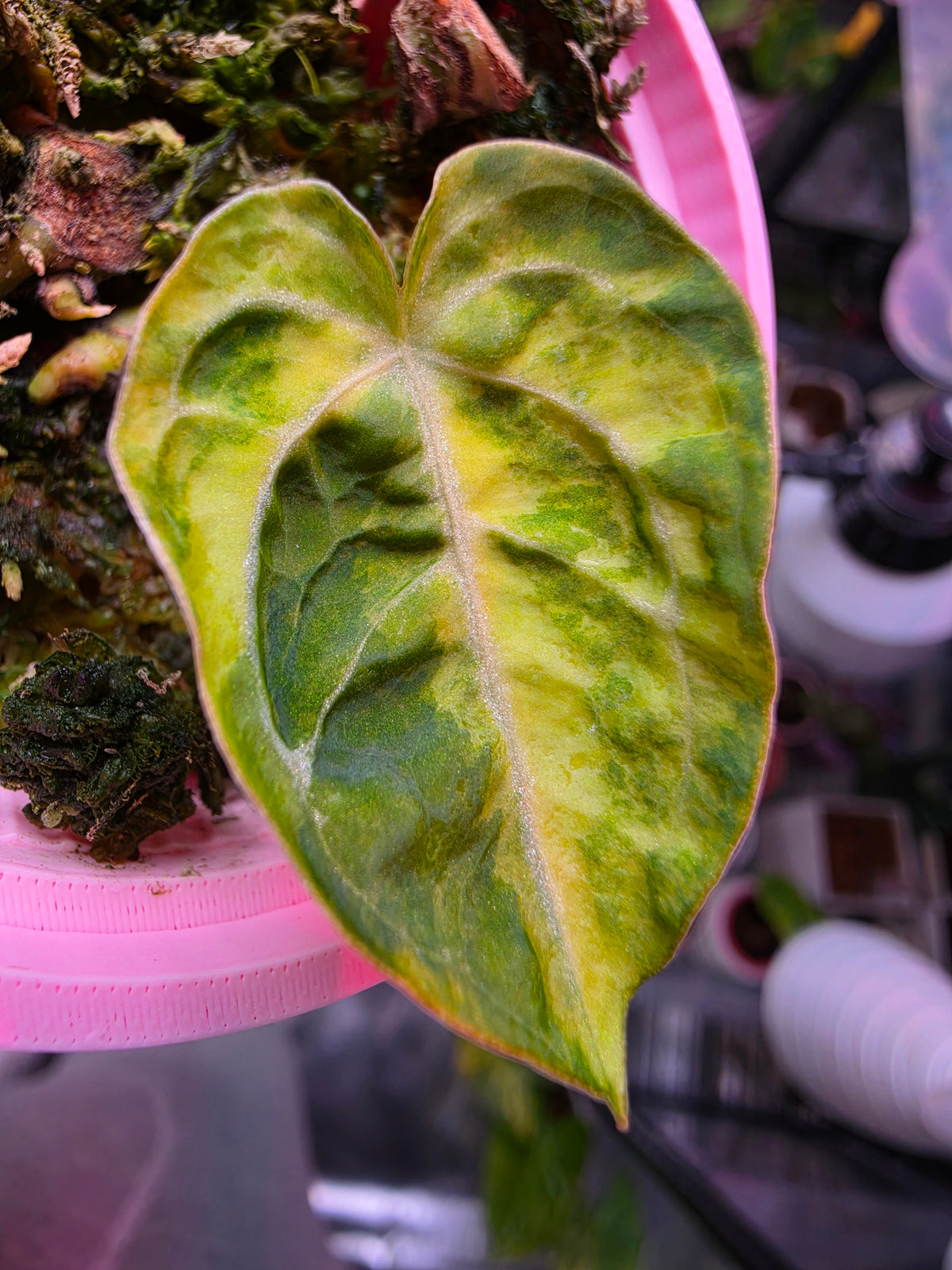 Anthurium Magnificum × Dressleri 'White' | High Variegated Clone of Frost, 1 Leaf