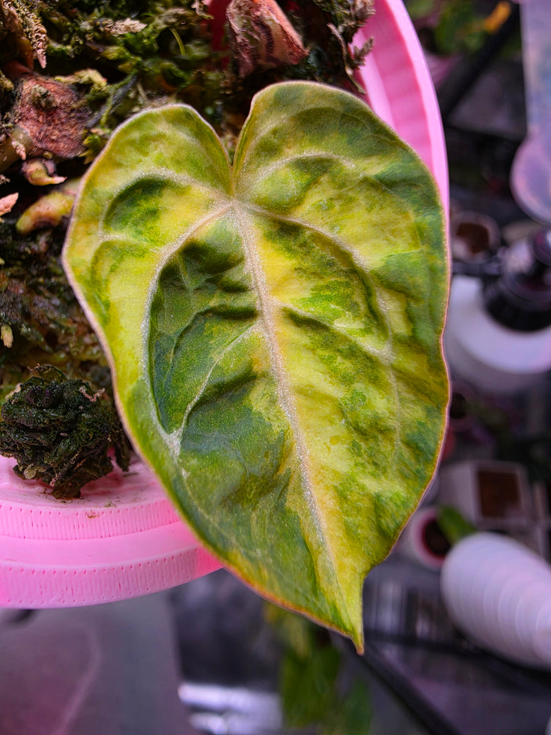 Anthurium Magnificum × Dressleri 'White' | High Variegated Clone of Frost, 1 Leaf