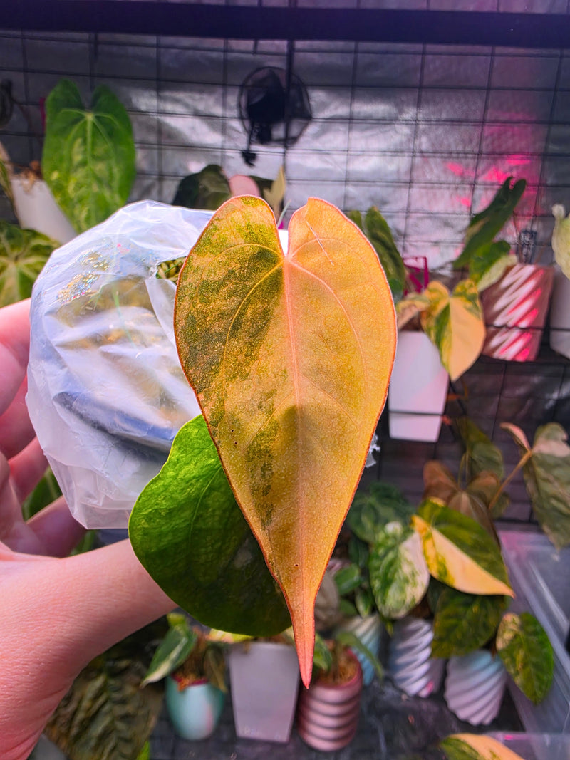 Anthurium (Supermassive × Warocqueanum) × Papillilaminum | Pink Variegated Collector Clone