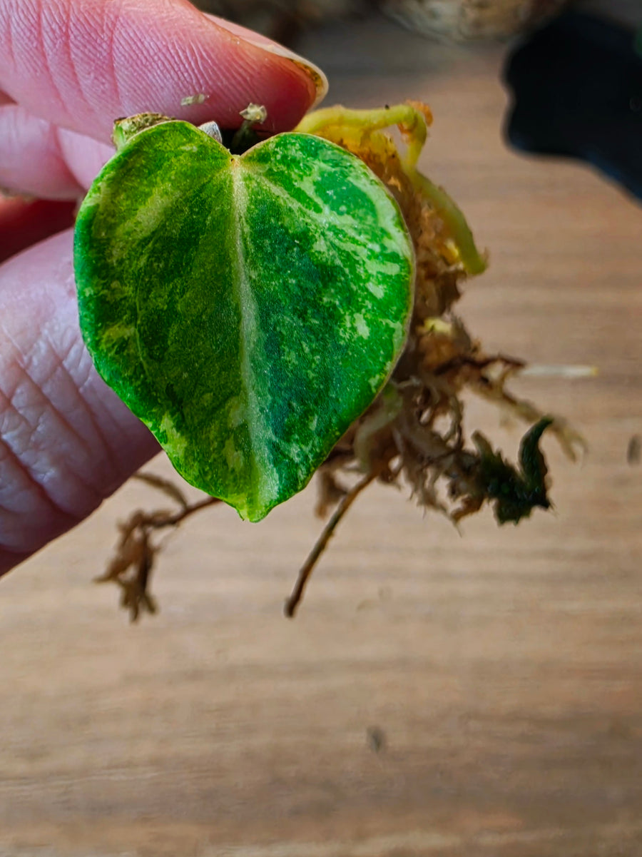 Anthurium (Supermassive × Warocqueanum) × Papillilaminum | High Variegated Clone of Quasar, 1 Leaf