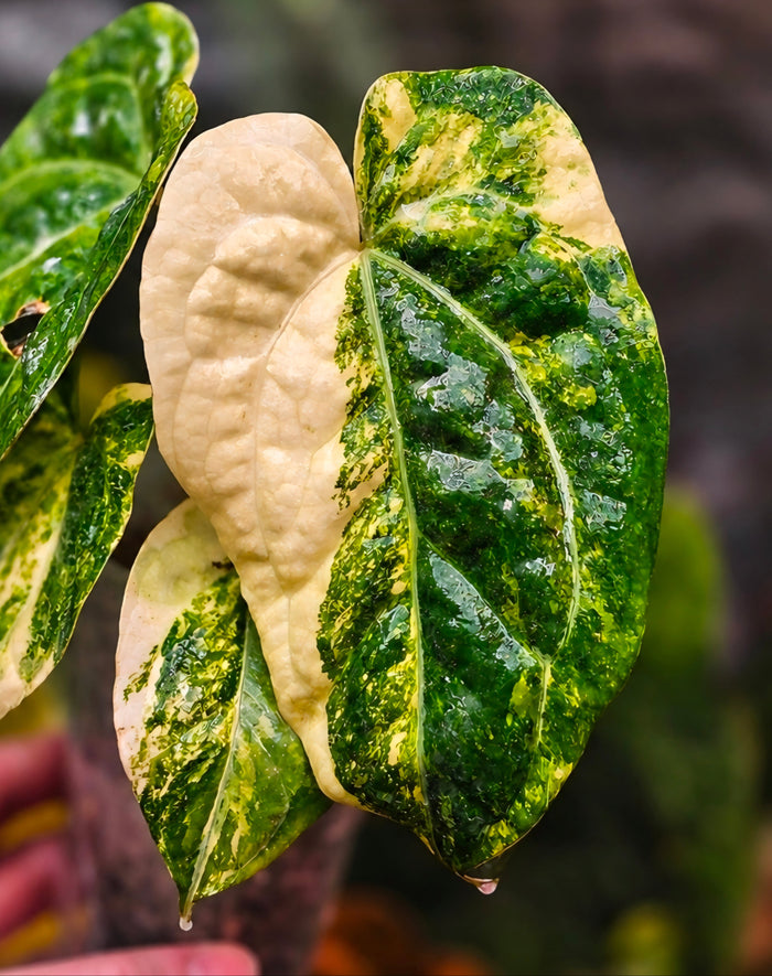 Anthurium (carlablackiae × papillilaminum) × Ace of Spades