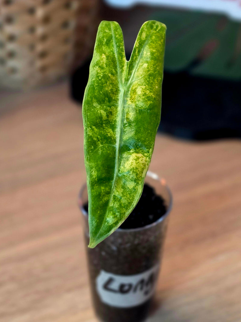 Alocasia longiloba 'Aurea' | High Variegated, 1 Leaf