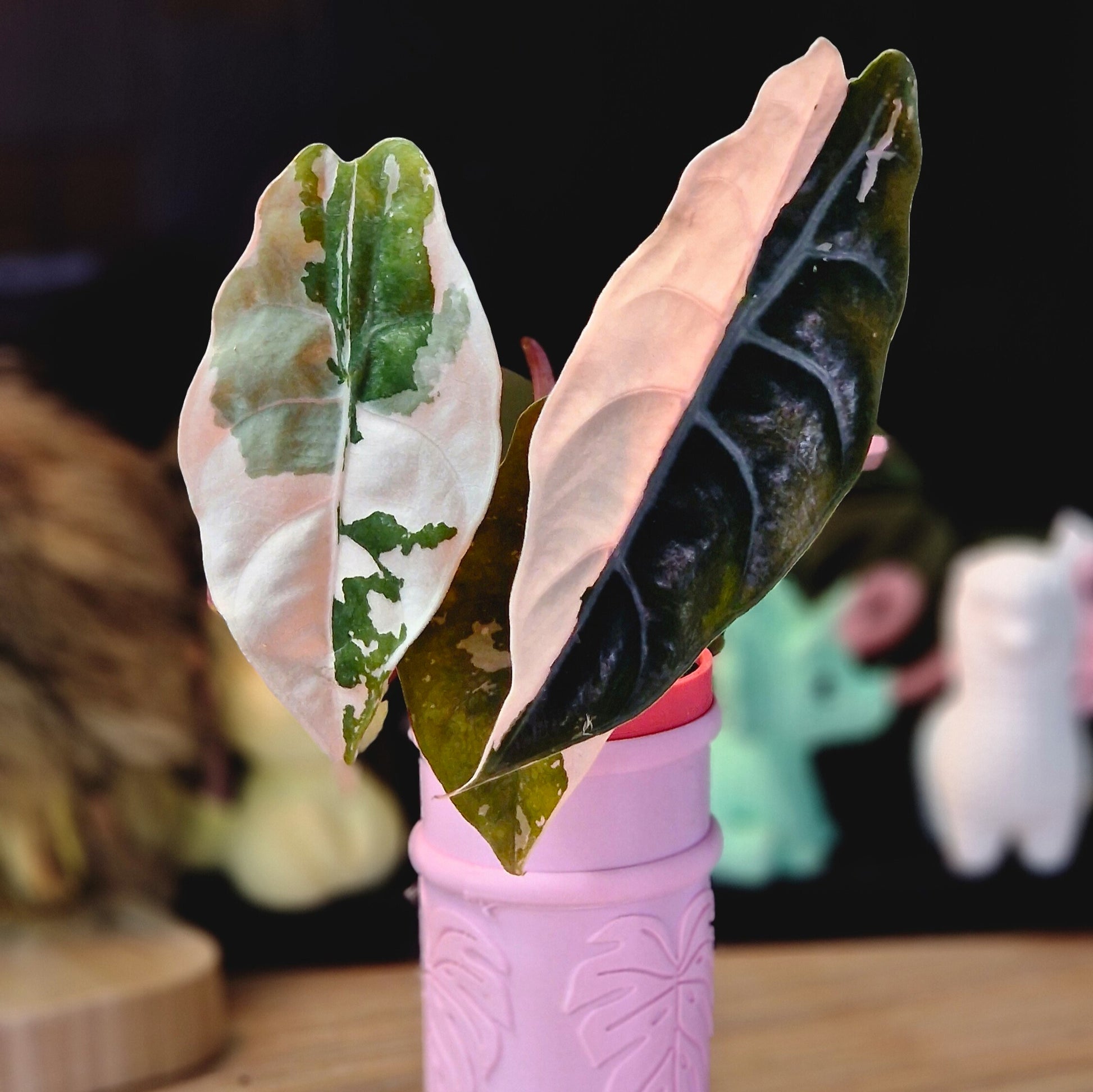 Alocasia Chantrieri pink corms