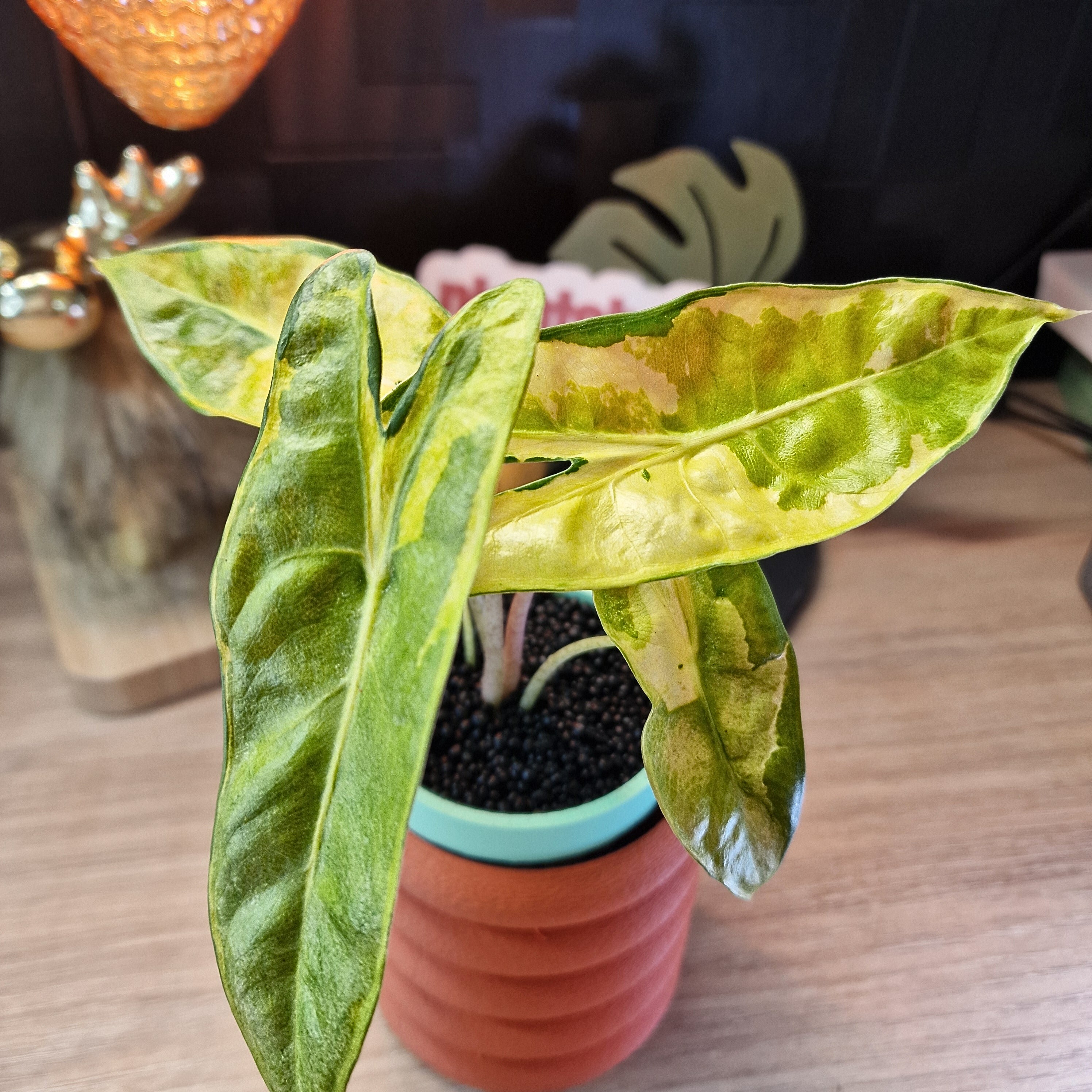 Alocasia Longiloba Lava 'King Cobra' corm
