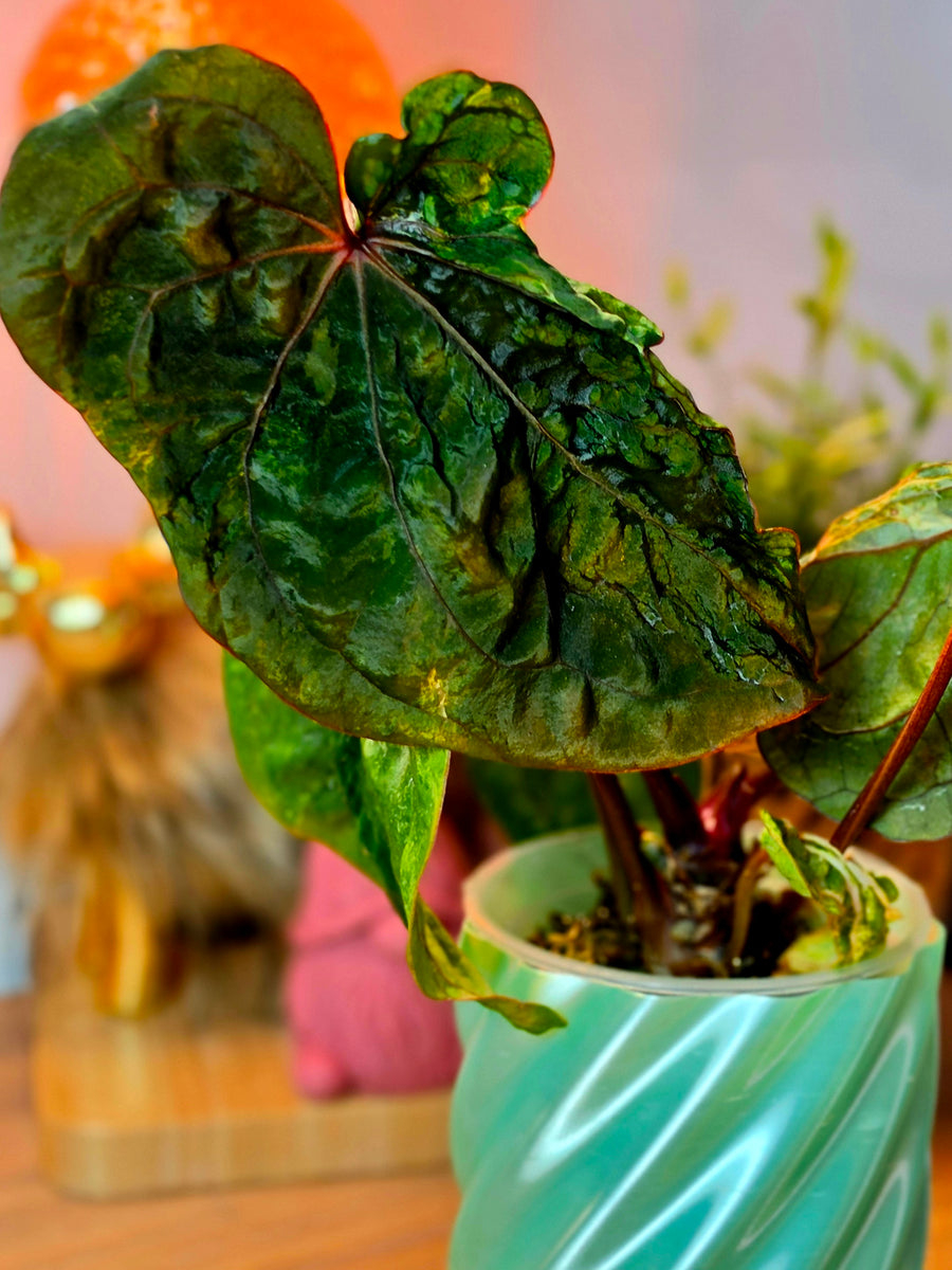 Anthurium Forgetii × RVDP Mutated | Variegated Mother Plant, 5 Leaves