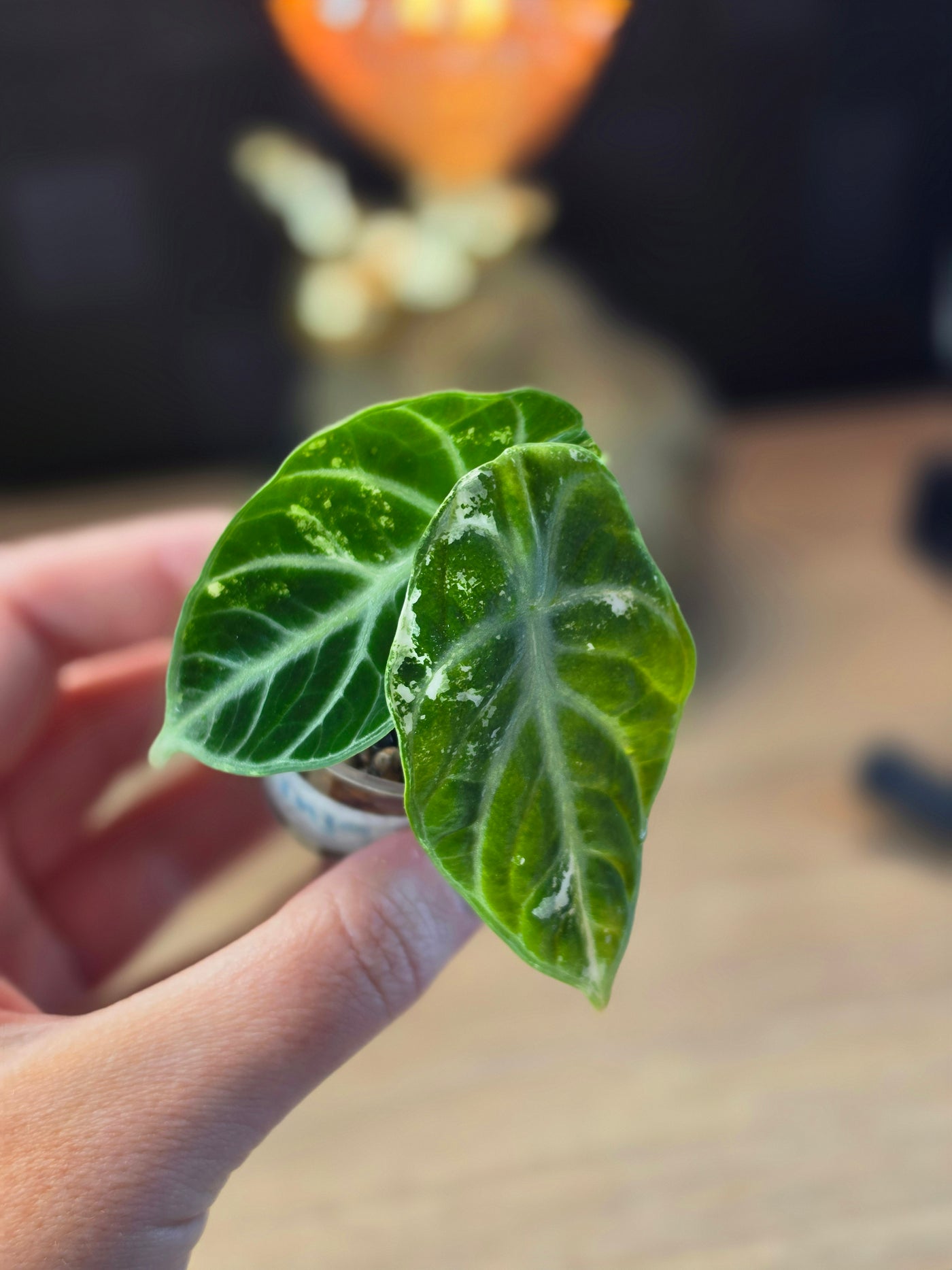 Alocasia 'Ninja' Albo