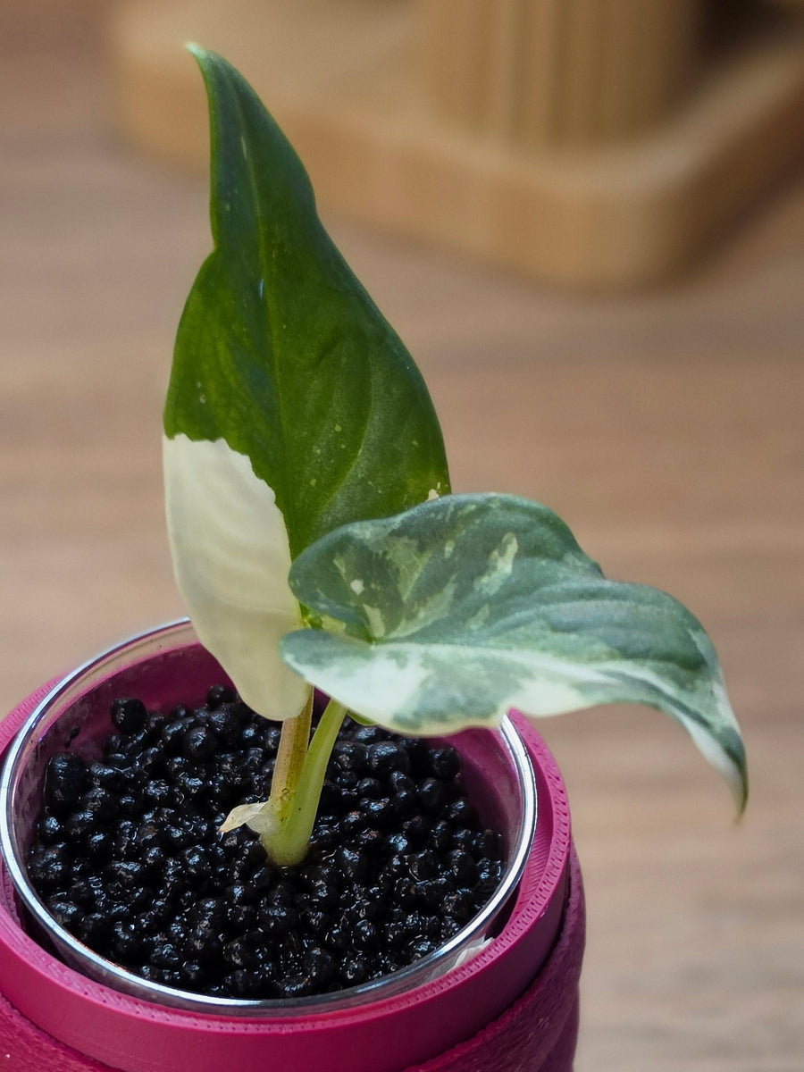 Alocasia Scabriuscula × Reginae Variegated | Baby Plant #1