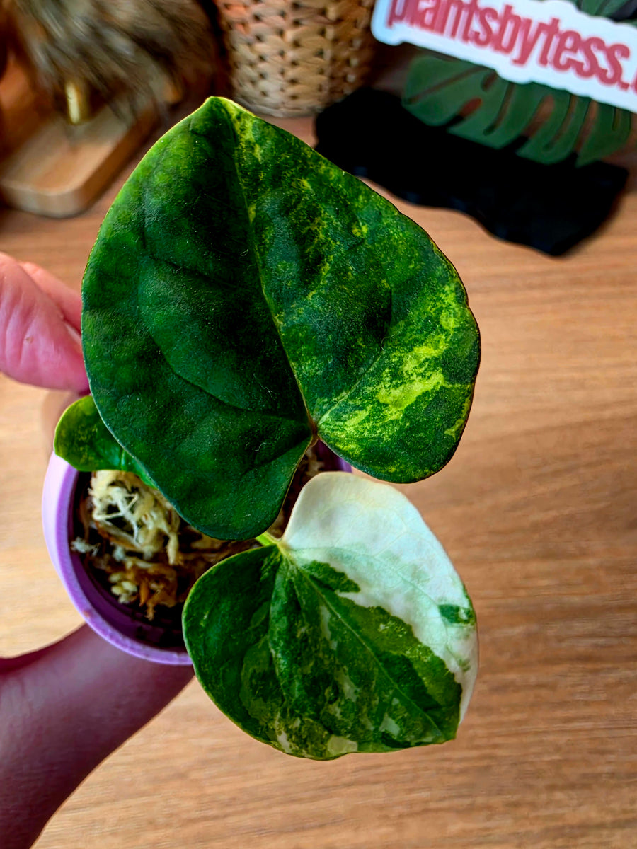 Anthurium (Papillilaminum × Crystallinum) × Portillae Open — Variegated Seedling #6