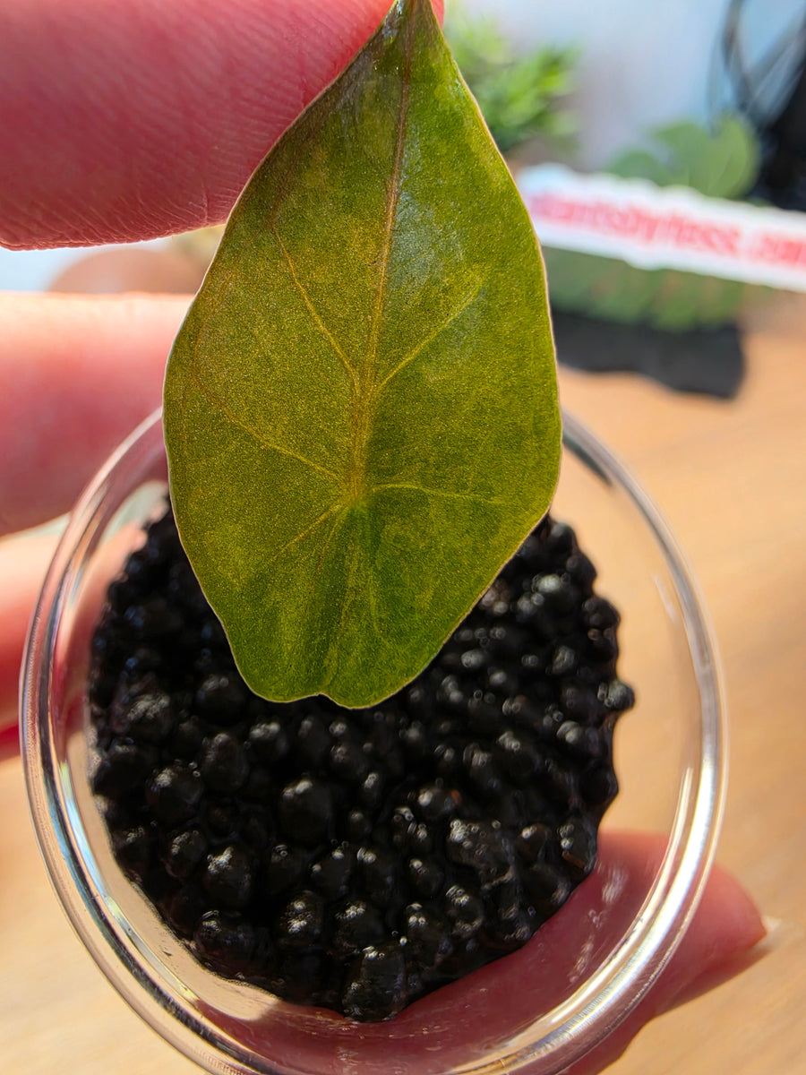 Alocasia heterophylla 'Metallic Blue' Aurea | Variegated Corm Grown Baby, 1 Leaf