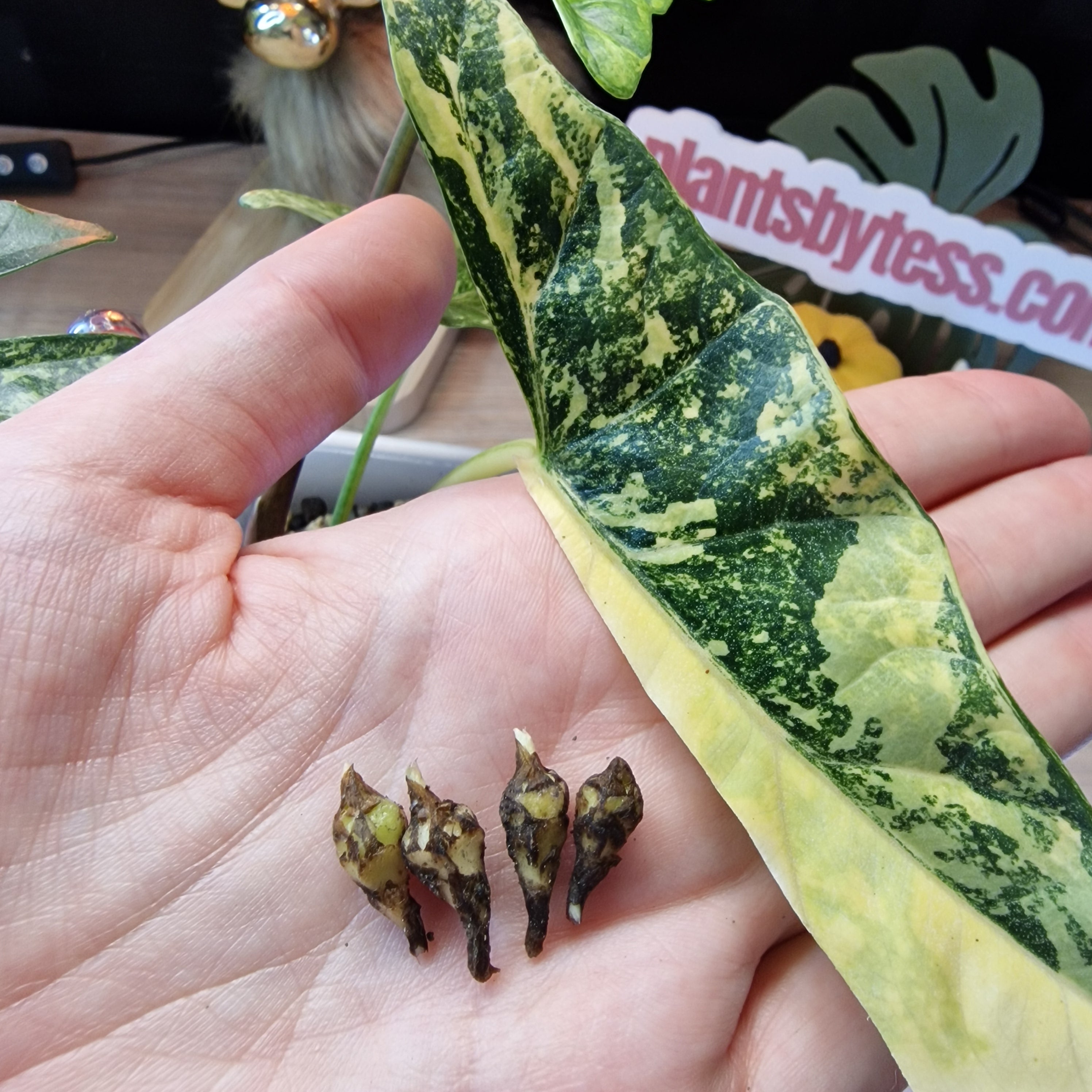 Alocasia Simpo aurea corm