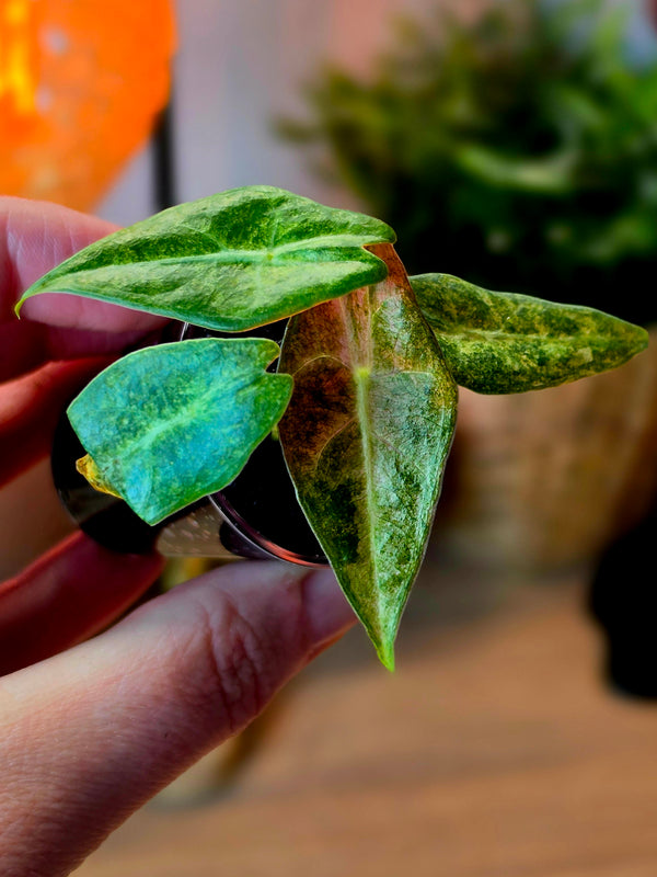 Alocasia longiloba 'Black Satun' Stardust | Pink Variegated, 4 Leaves
