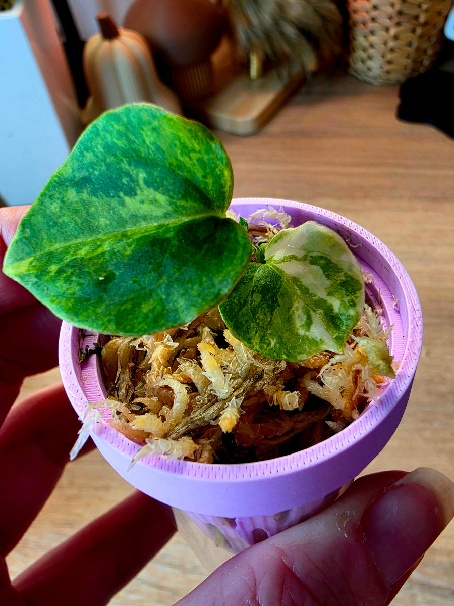Anthurium (Papillilaminum × Crystallinum) × Portillae Open — Variegated Seedling #4