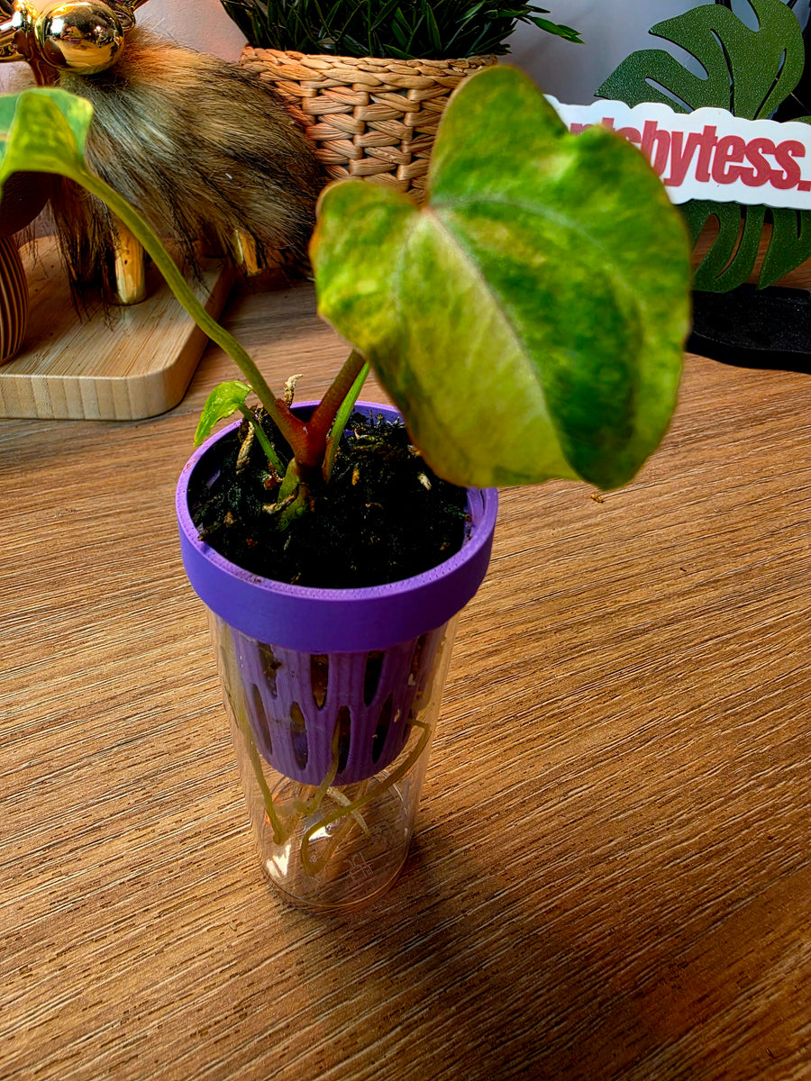 Anthurium (Papillilaminum × Crystallinum) × Portillae Open — Variegated Seedling #7