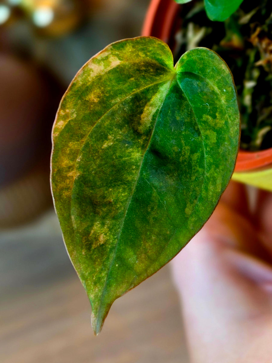 Anthurium Papillilaminum × Ace of Spades (SKG) | Variegated Clone, 2 Leaves
