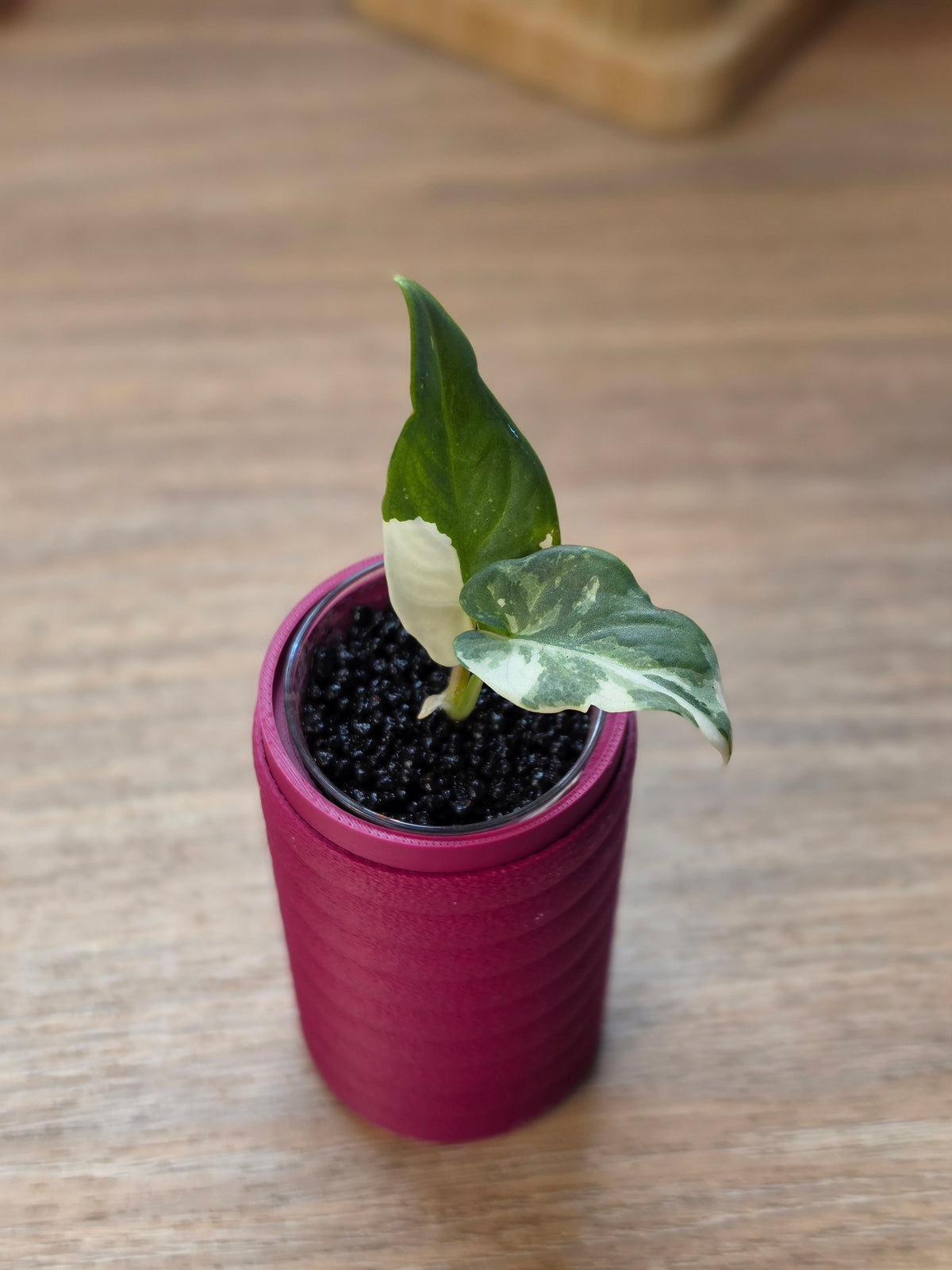 Alocasia Scabriuscula × Reginae Variegated | Baby Plant #1