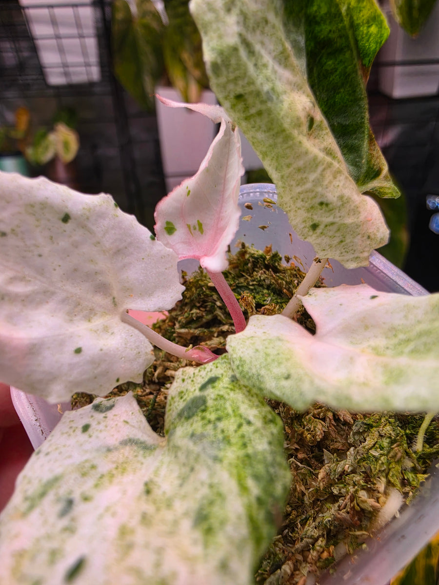 Anthurium 'Siliwangi' | High Variegated with Pink Tones, 5 Leaves