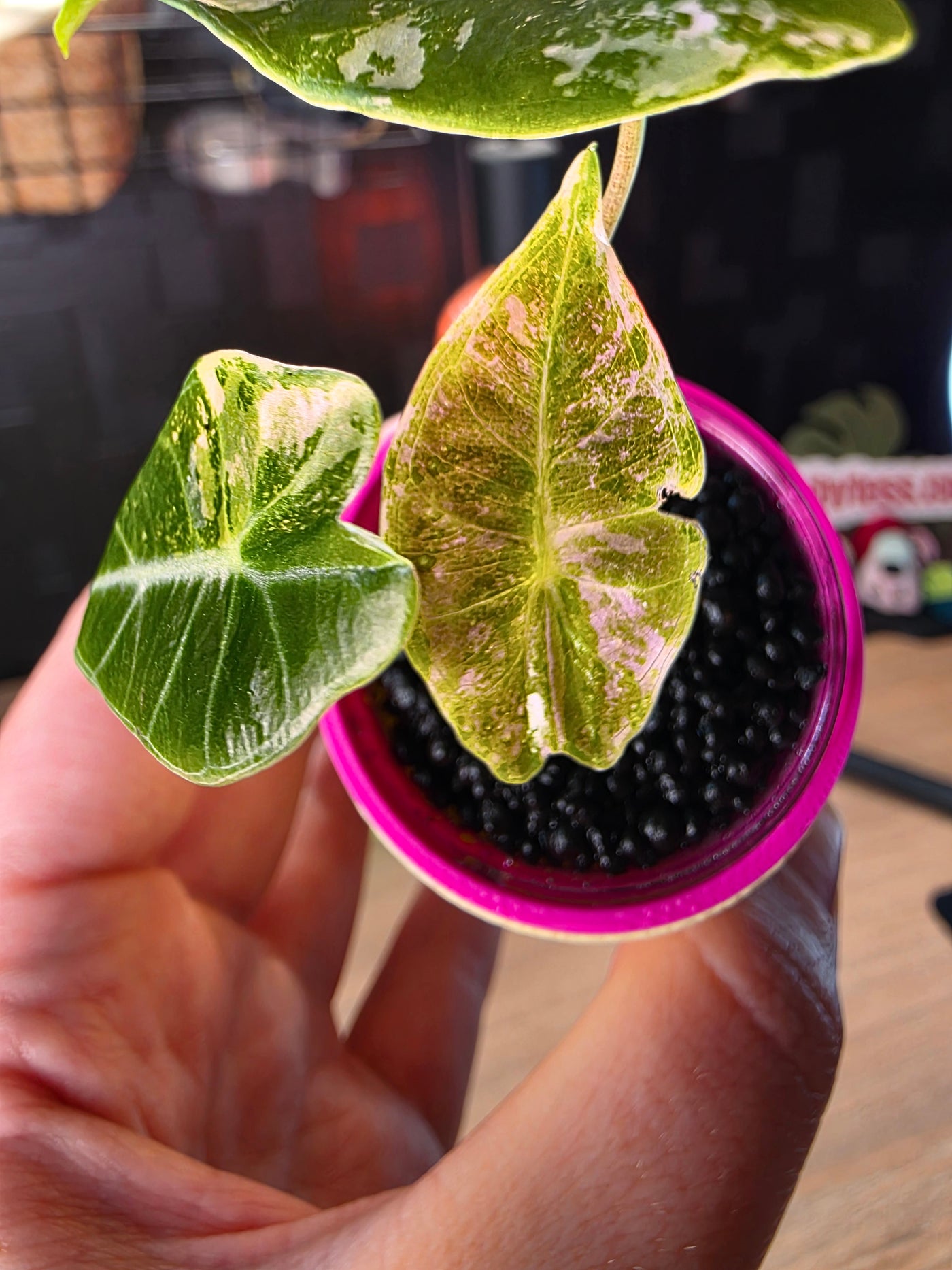 Alocasia longiloba 'Black Satun' Pink