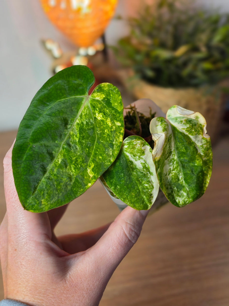 Anthurium (SKG Silver × Red Crystallinum) × (Pap Var × Carlablackiae) | Variegated Clone, 3 Leaves