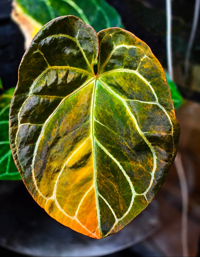 Anthurium Black Venom × 'Blue Papi'