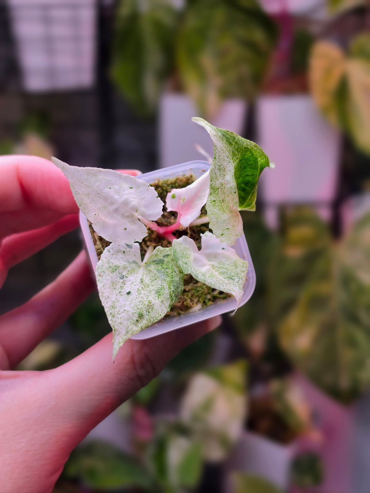 Anthurium 'Siliwangi' | High Variegated with Pink Tones, 5 Leaves