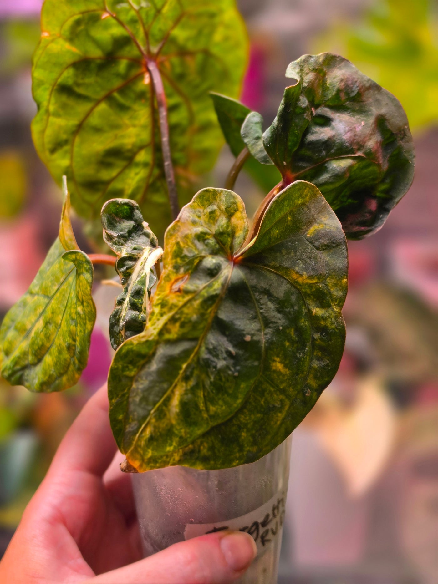 Anthurium forgetii × RVDP (Mutated)