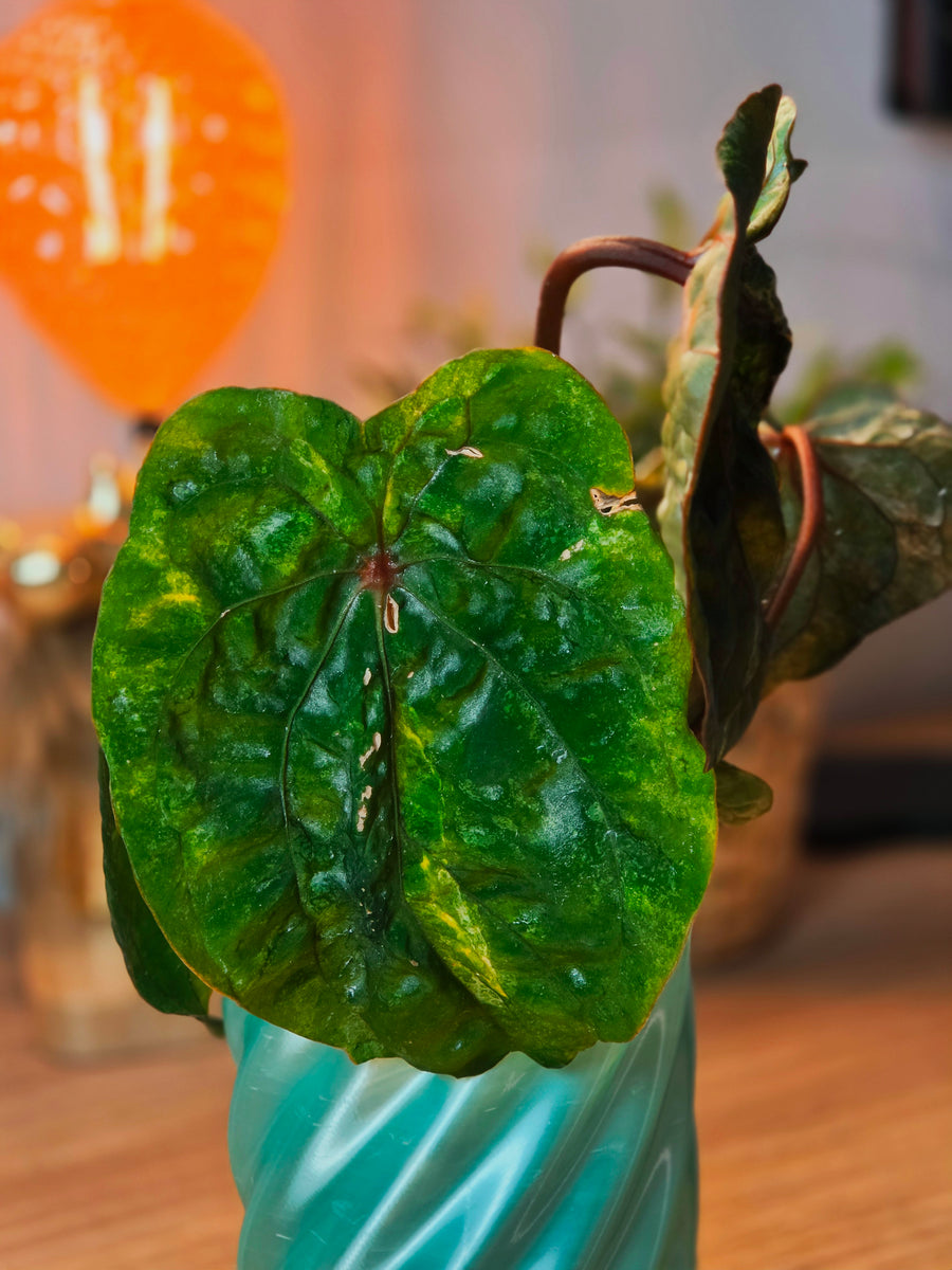 Anthurium Forgetii × RVDP Mutated | Variegated Mother Plant, 5 Leaves