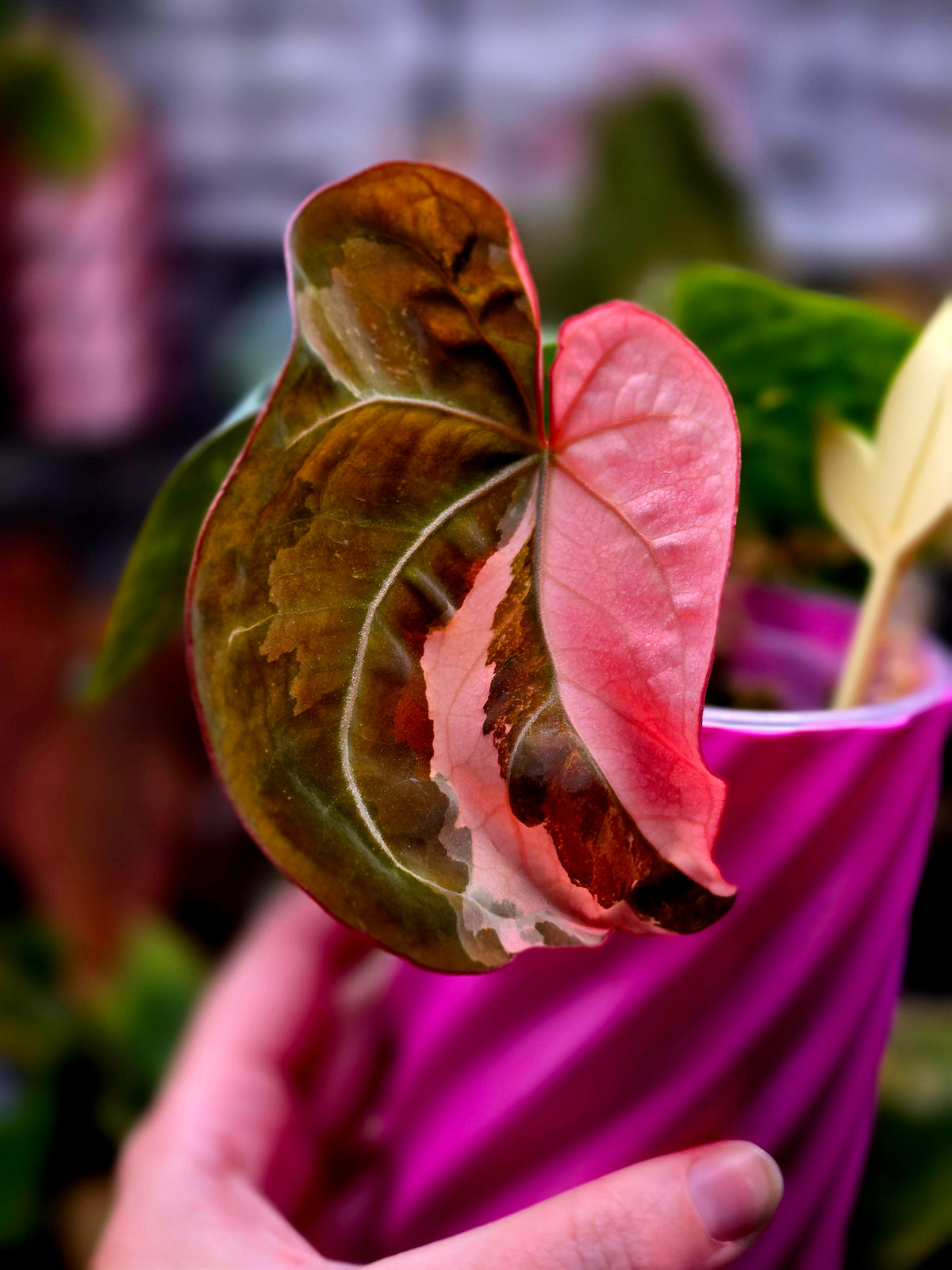 Anthurium (papillilaminum × (Michelle × Zara)) × Red Phantom