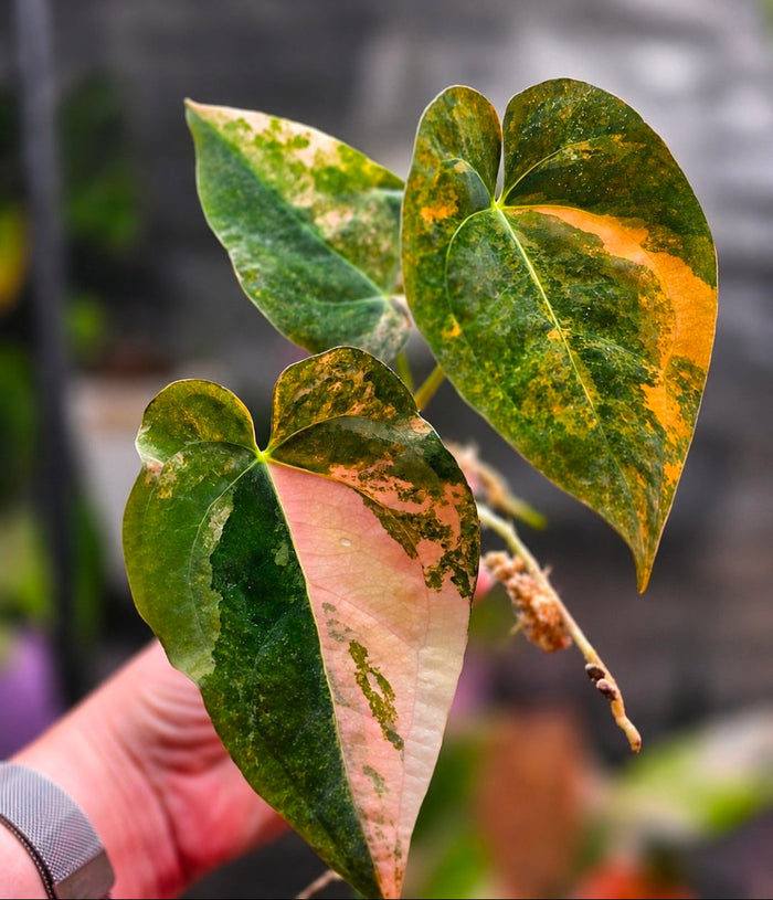 Anthurium (papillilaminum × crystallinum) × Fort Sherman