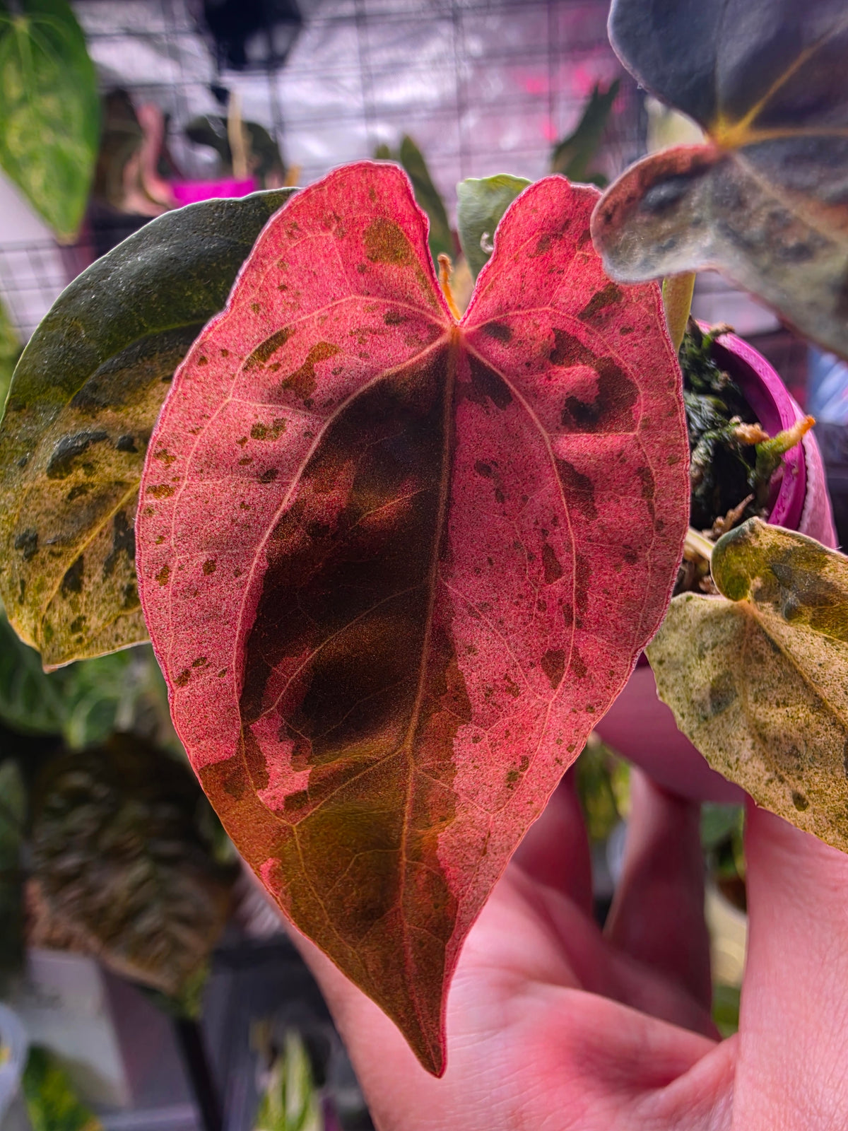 Anthurium hoffmannii × Ace of Spades