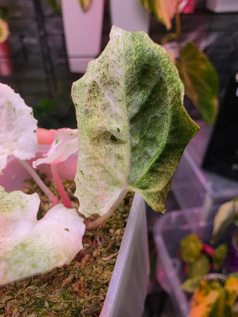 Anthurium 'Siliwangi' | High Variegated with Pink Tones, 5 Leaves
