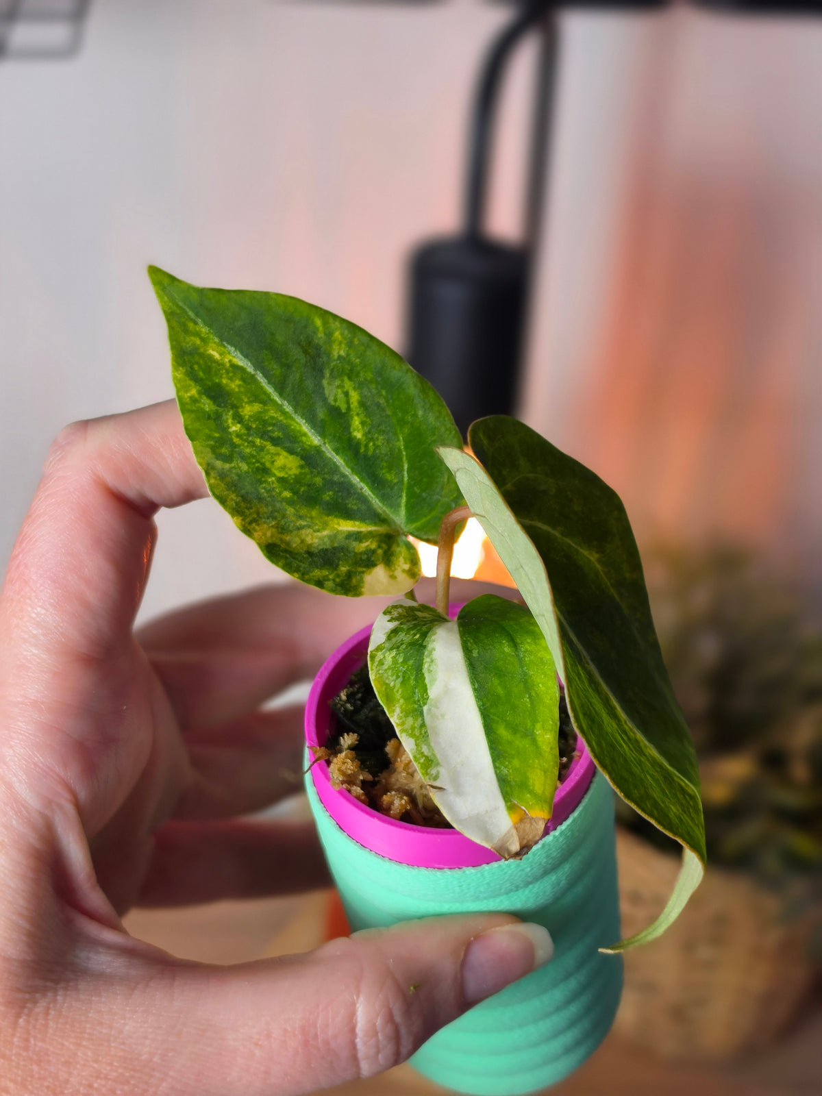Anthurium Papillilaminum 'LA05' × (Forgetii × Ace of Spades DF) | High Variegated Clone #2