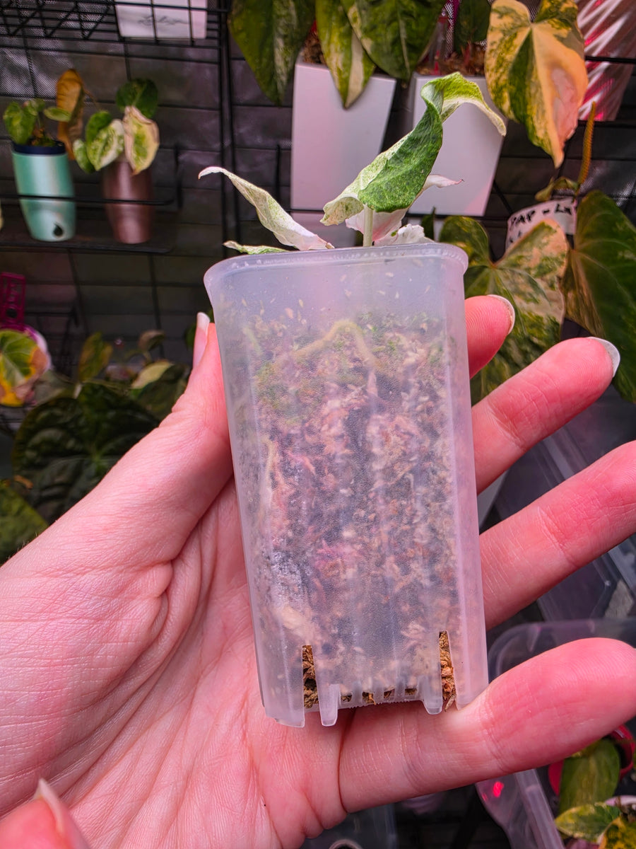 Anthurium 'Siliwangi' | High Variegated with Pink Tones, 5 Leaves