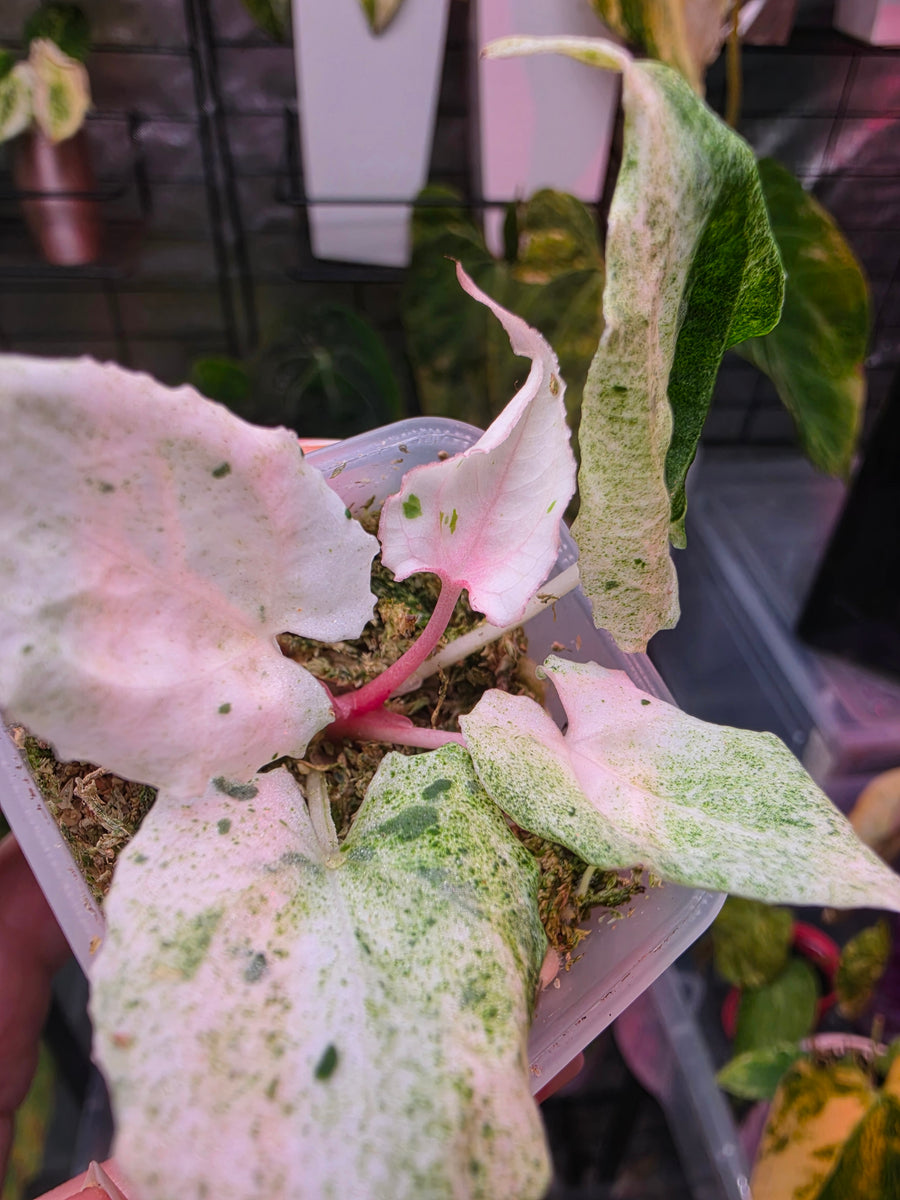 Anthurium 'Siliwangi' | High Variegated with Pink Tones, 5 Leaves