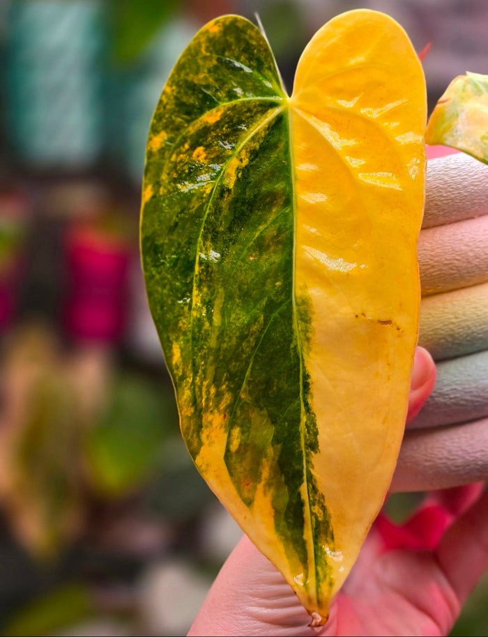 Anthurium carlablackiae × (forgetii × papillilaminum)
