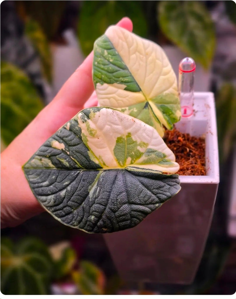 Alocasia Melo Albo CORM | Large Collector Corm #2