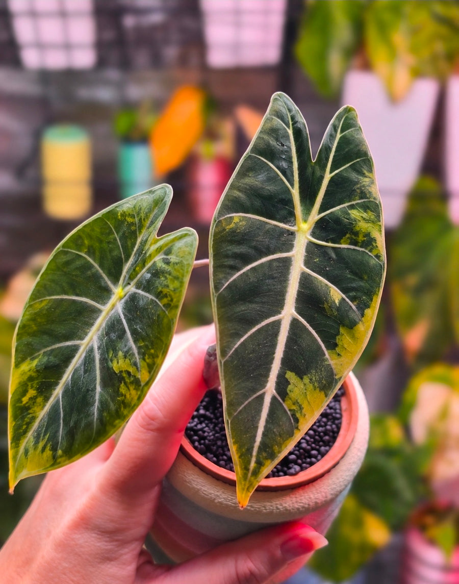 Alocasia longiloba 'Grandis' Aurea CORM | Collector Corm #1