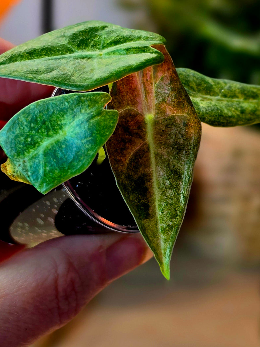 Alocasia longiloba 'Black Satun' Stardust | Pink Variegated, 4 Leaves