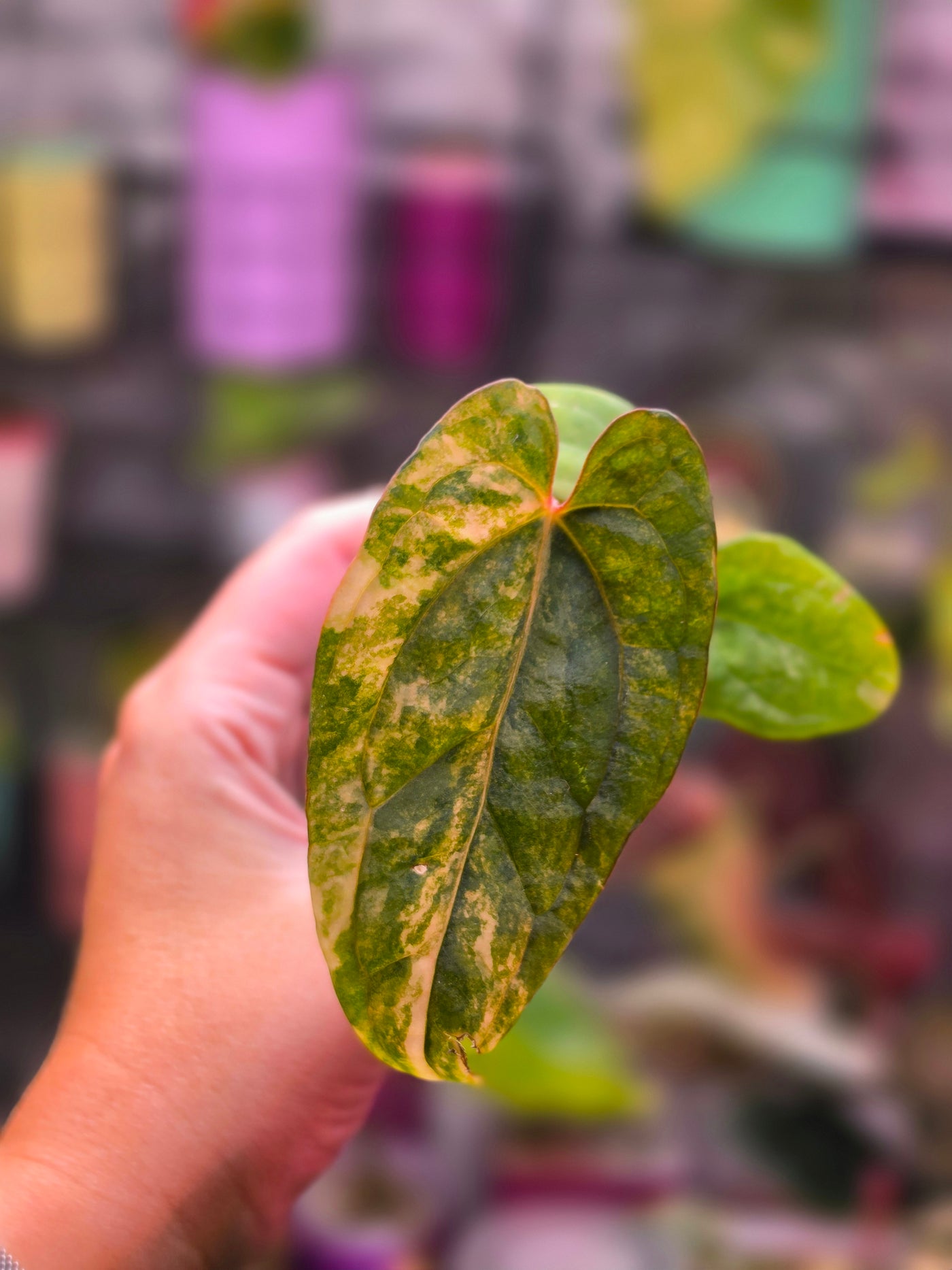 Anthurium papillilaminum × 'Night Dragon' (Variegated)