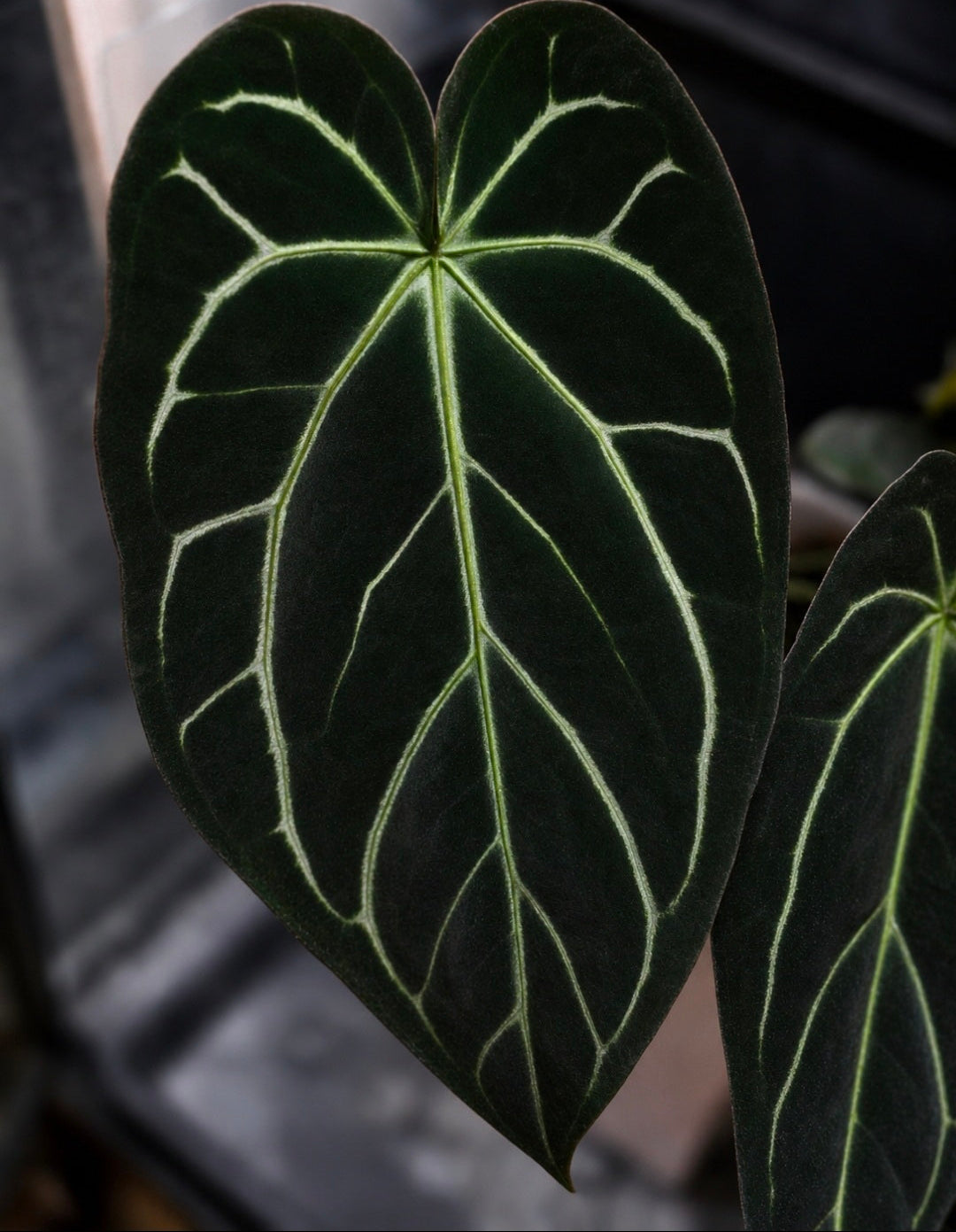 Anthurium carlablackiae, dark form